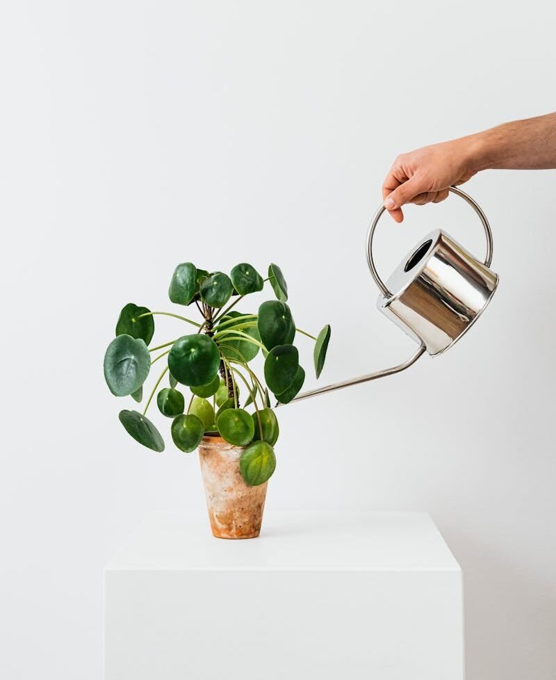 A hand watering a Chinese money plant with a stainless steel can against a white background.